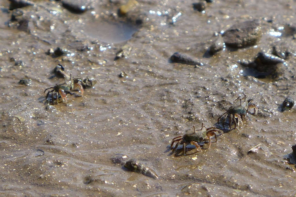 🌳 코아지로 숲(코아지로노모리) 이미지 7